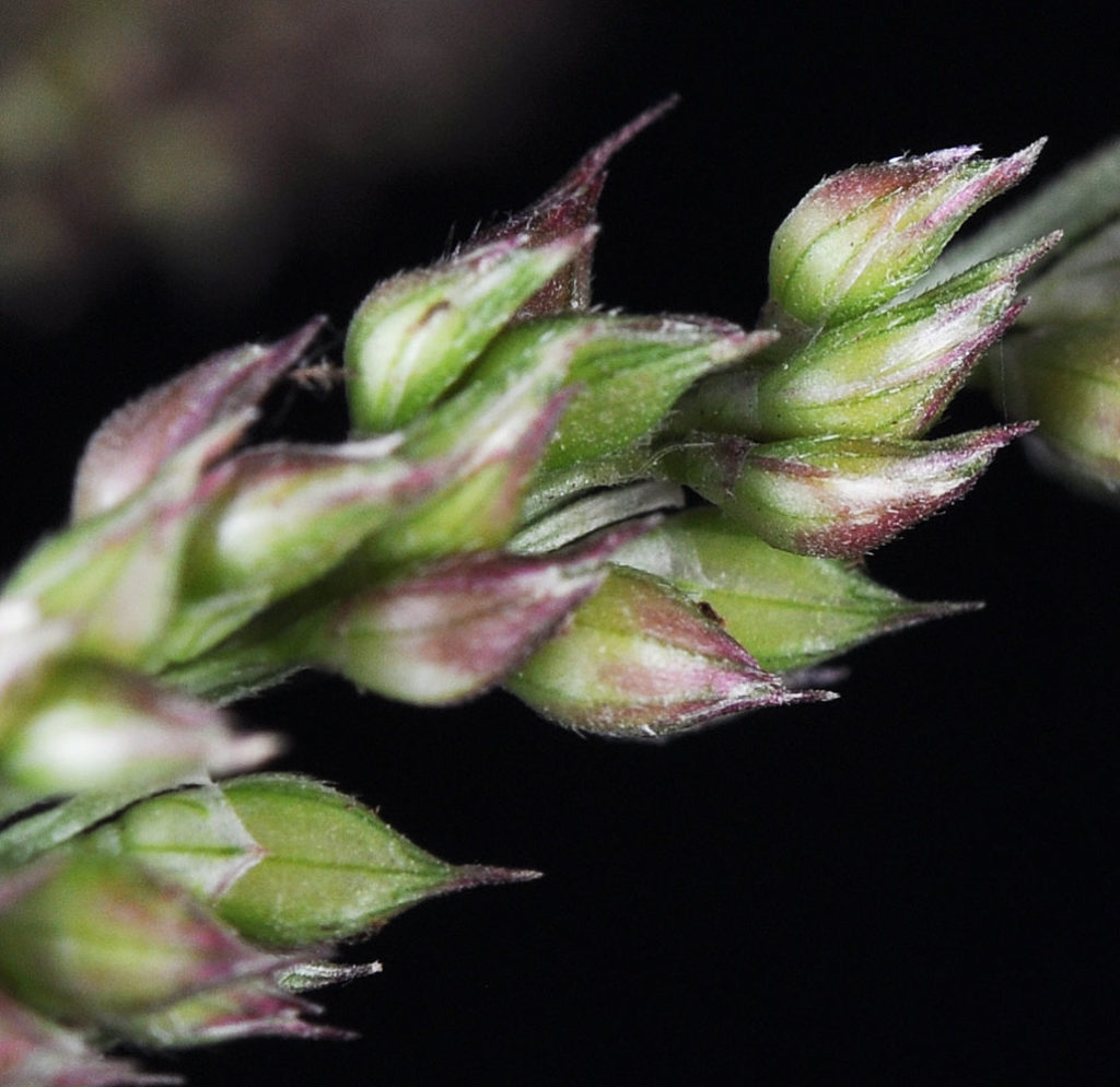 Flora of Eastern Washington Image: Echinochloa crus-galli 10