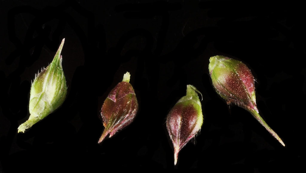 Flora of Eastern Washington Image: Echinochloa crus-galli 11