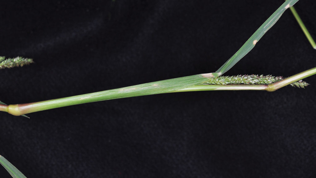 Flora of Eastern Washington Image: Echinochloa crus-galli 5