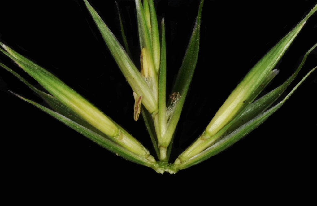 Flora of Eastern Washington Image: Elymus glaucus 6