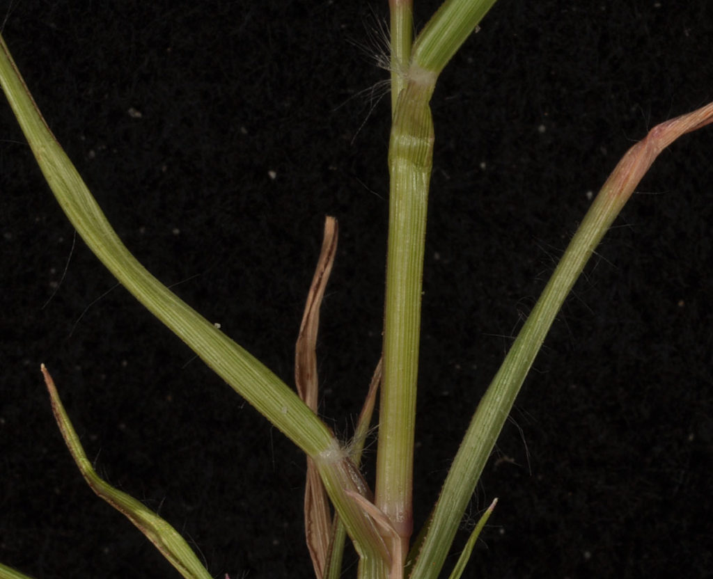 Flora of Eastern Washington Image: Eragrostis cilianensis 5