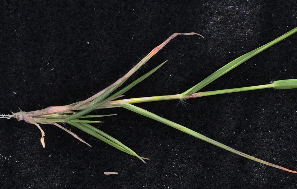 Flora of Eastern Washington Image: Eragrostis cilianensis 3