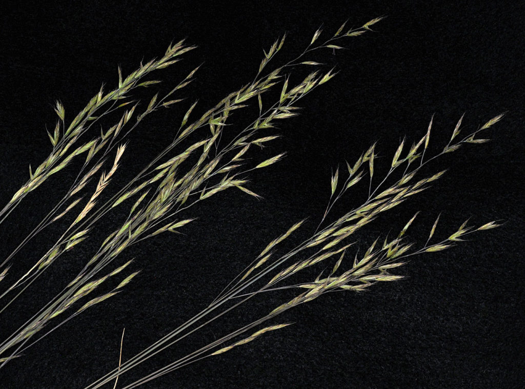 Flora of Eastern Washington Image: Festuca idahoensis 15