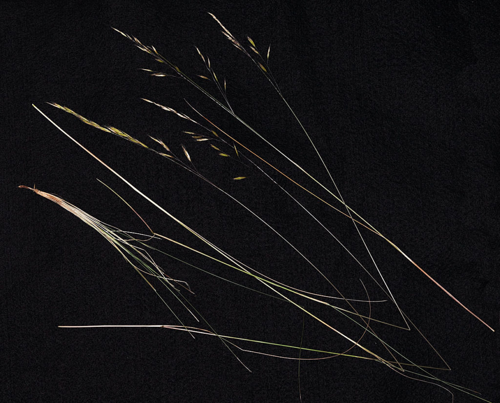 Flora of Eastern Washington Image: Festuca idahoensis 5