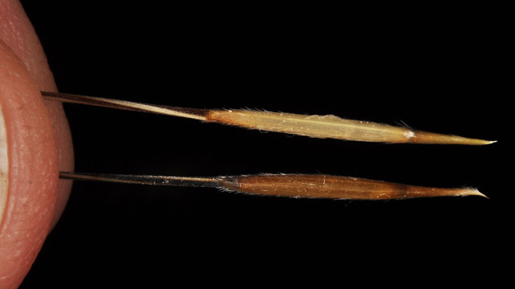 Flora of Eastern Washington Image: Hesperostipa comata 9