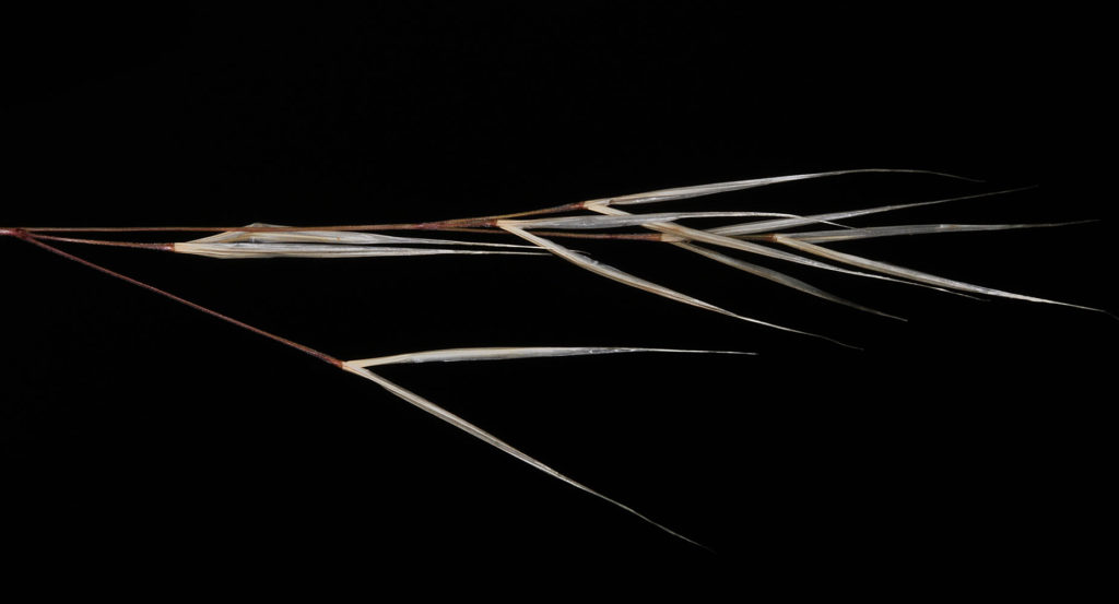 Flora of Eastern Washington Image: Hesperostipa comata 8