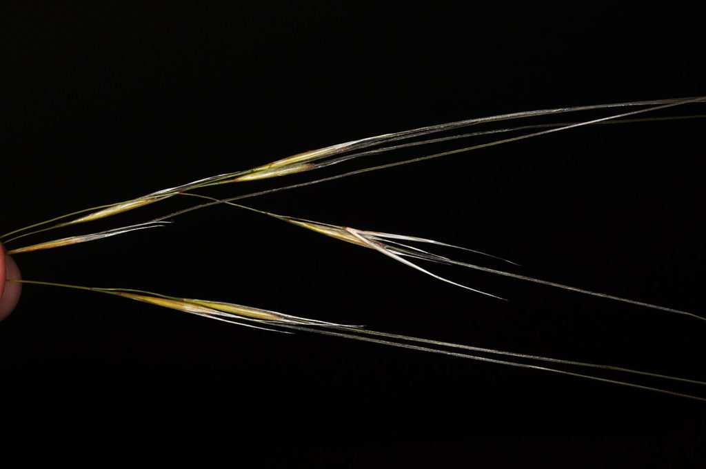 Flora of Eastern Washington Image: Hesperostipa comata 7