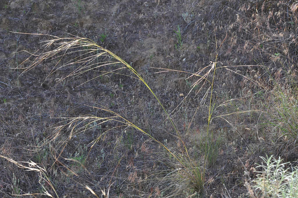 Flora of Eastern Washington Image: Hesperostipa comata 5