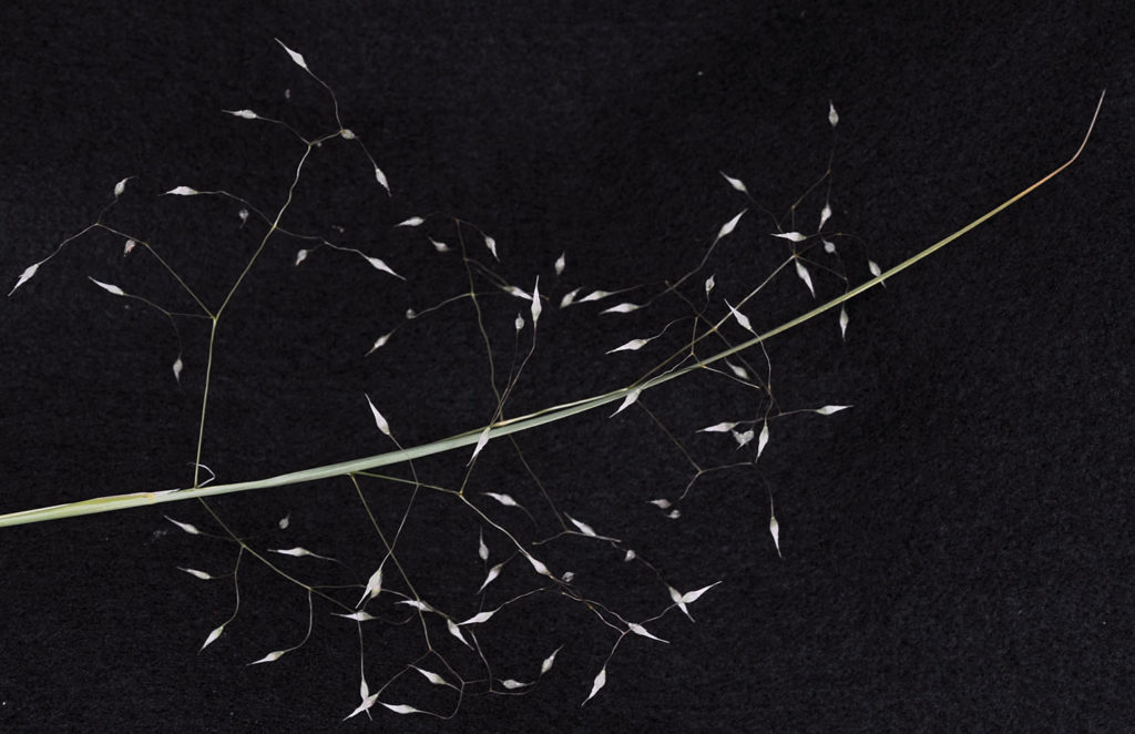 Flora of Eastern Washington Image: Achnatherum hymenoides 4