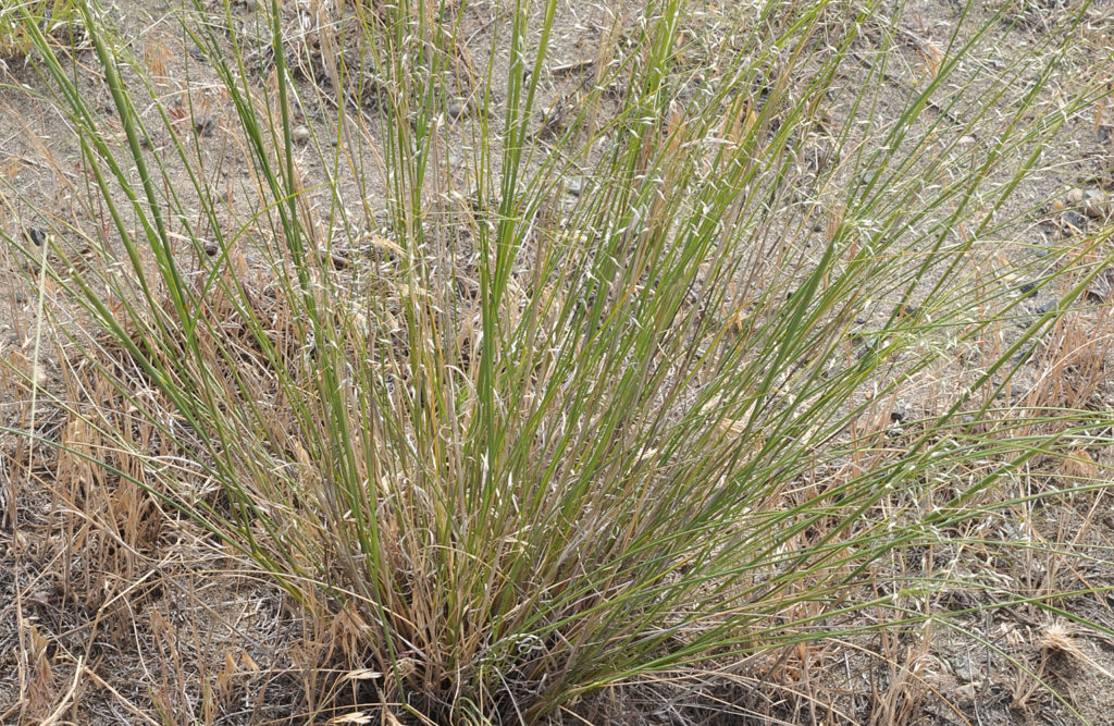Flora of Eastern Washington Image: Achnatherum hymenoides 2