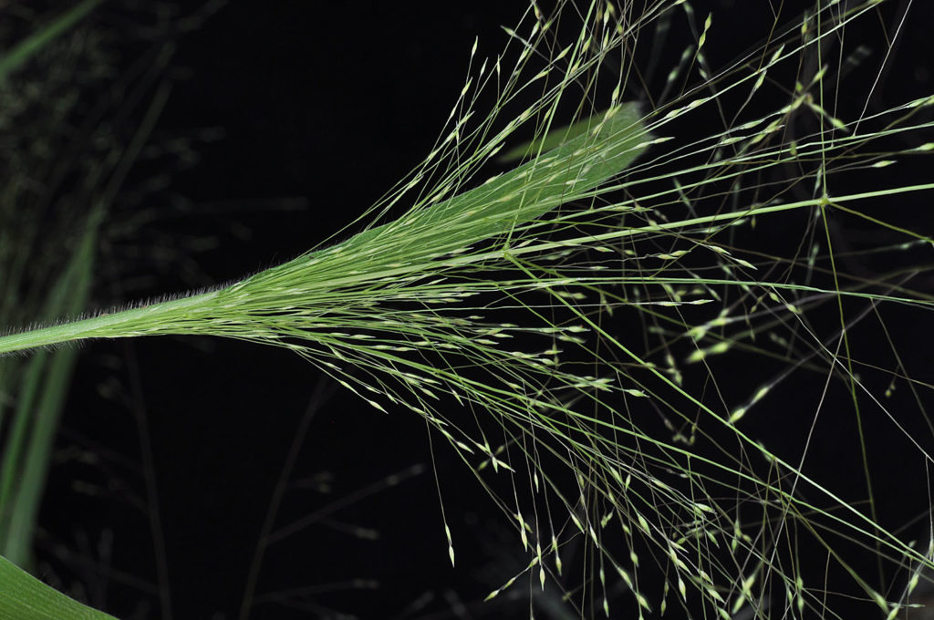 Flora of Eastern Washington Image: Panicum capillare 6