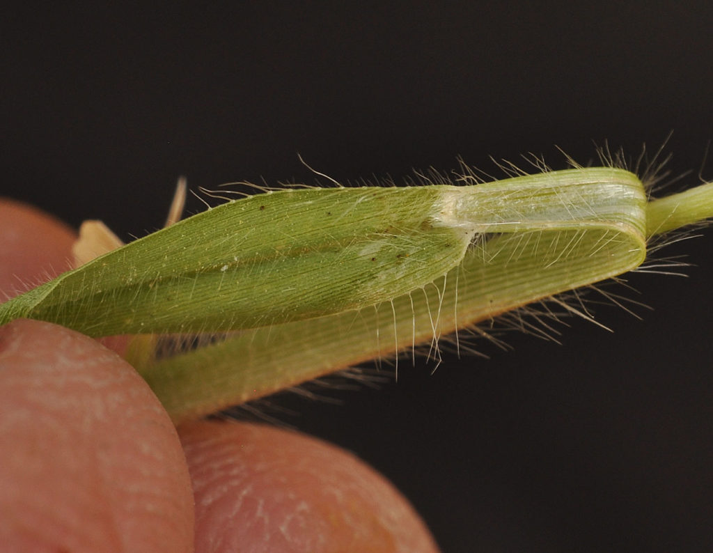 Flora of Eastern Washington Image: Panicum capillare 8