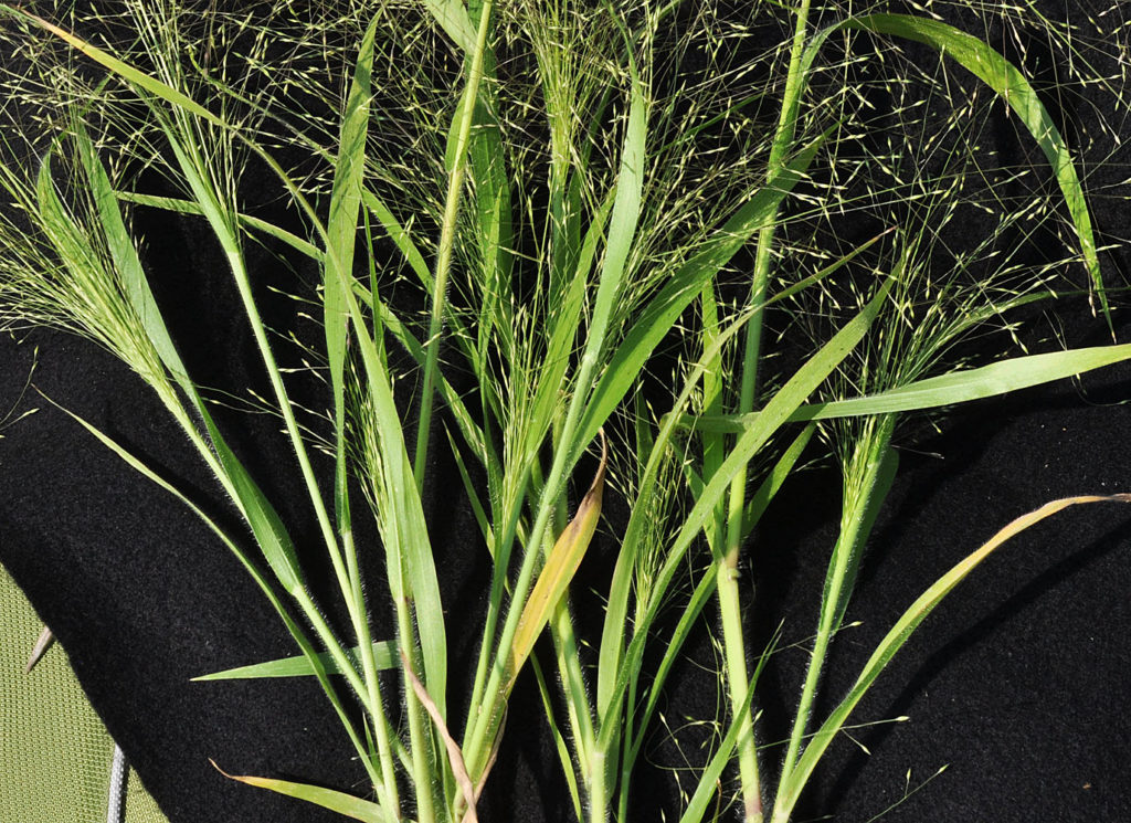 Flora of Eastern Washington Image: Panicum capillare 4