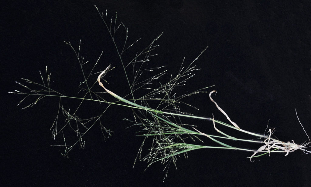 Flora of Eastern Washington Image: Panicum capillare 2