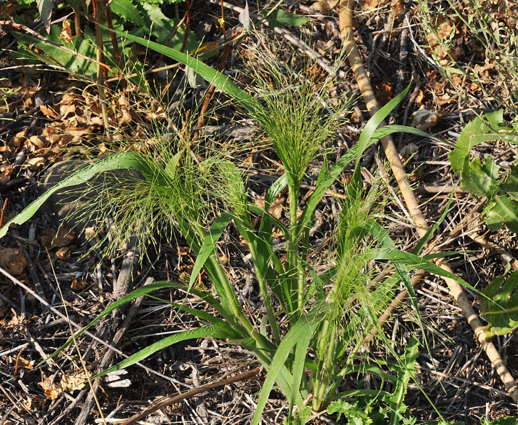 Flora of Eastern Washington Image: Panicum capillare