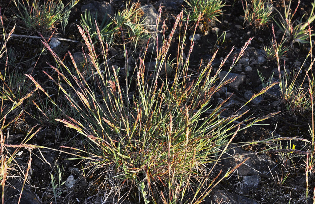 Flora of Eastern Washington Image: Poa secunda 2