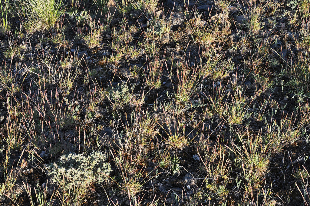 Flora of Eastern Washington Image: Poa secunda
