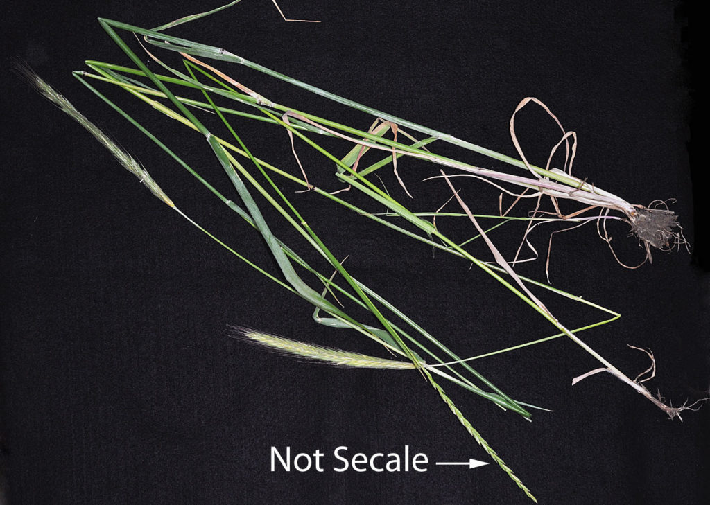 Flora of Eastern Washington Image: Secale cereale