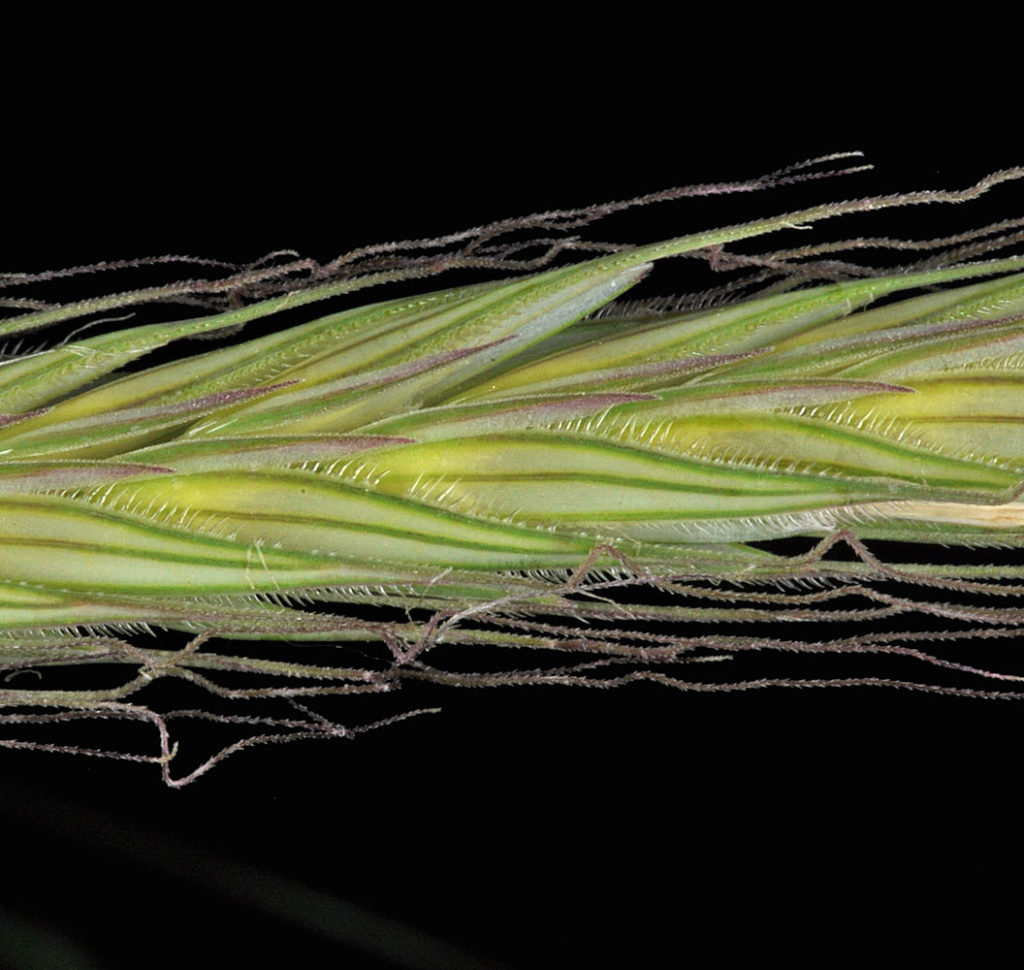 Flora of Eastern Washington Image: Secale cereale 5