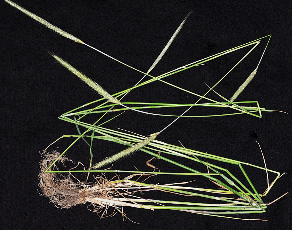 Flora of Eastern Washington Image: Secale cereale 8