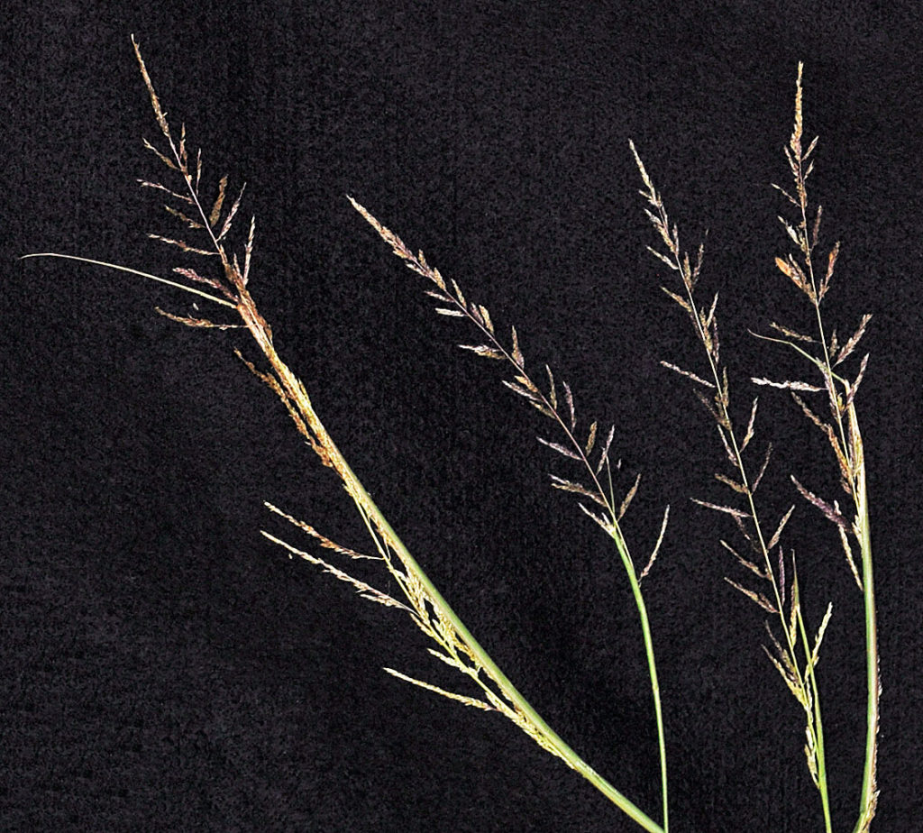 Flora of Eastern Washington Image: Sporobolus cryptandrus stem and leaf single