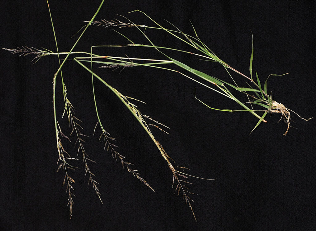 Flora of Eastern Washington Image: Sporobolus cryptandrus zoom in on stem