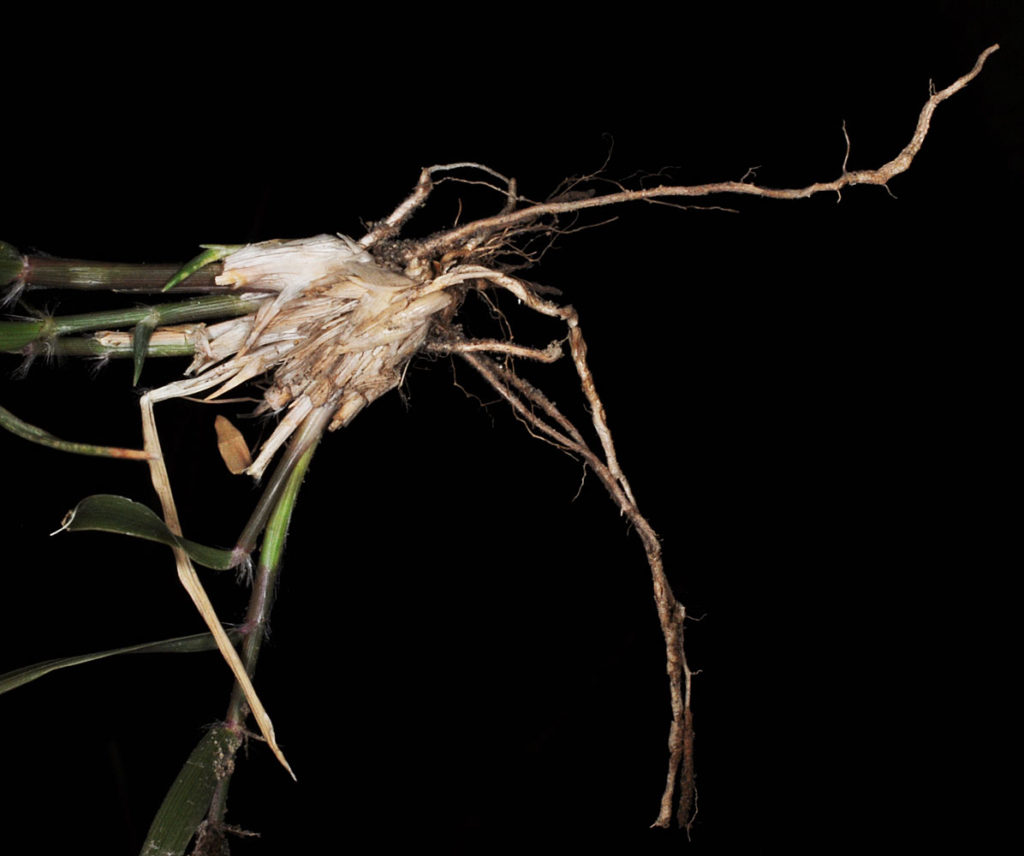 Flora of Eastern Washington Image: Sporobolus cryptandrus roots