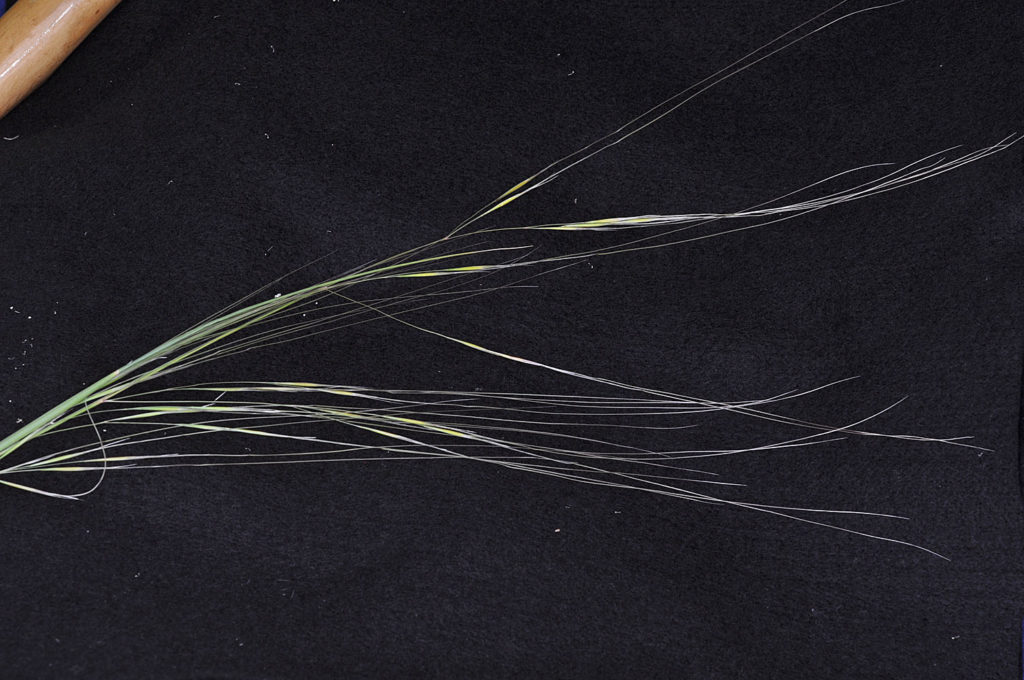 Flora of Eastern Washington Image: Hesperostipa comata 4