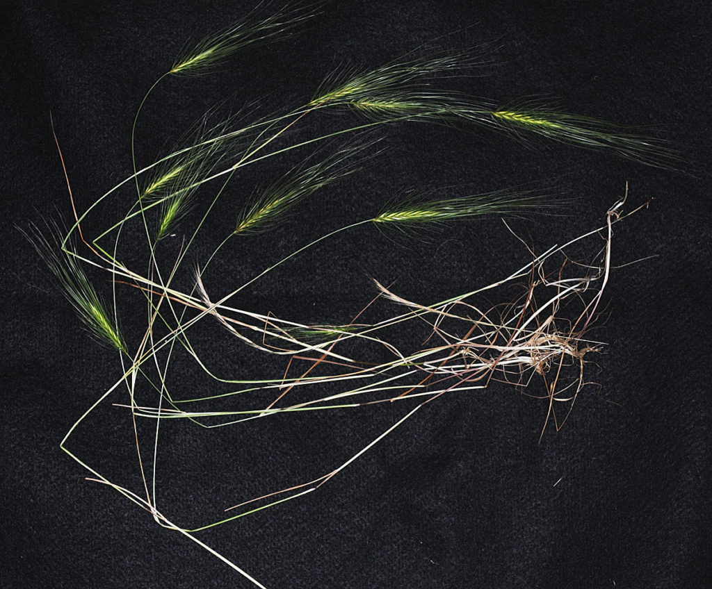 Flora of Eastern Washington Image: Taeniatherum caput-medusae rooted plant in lab