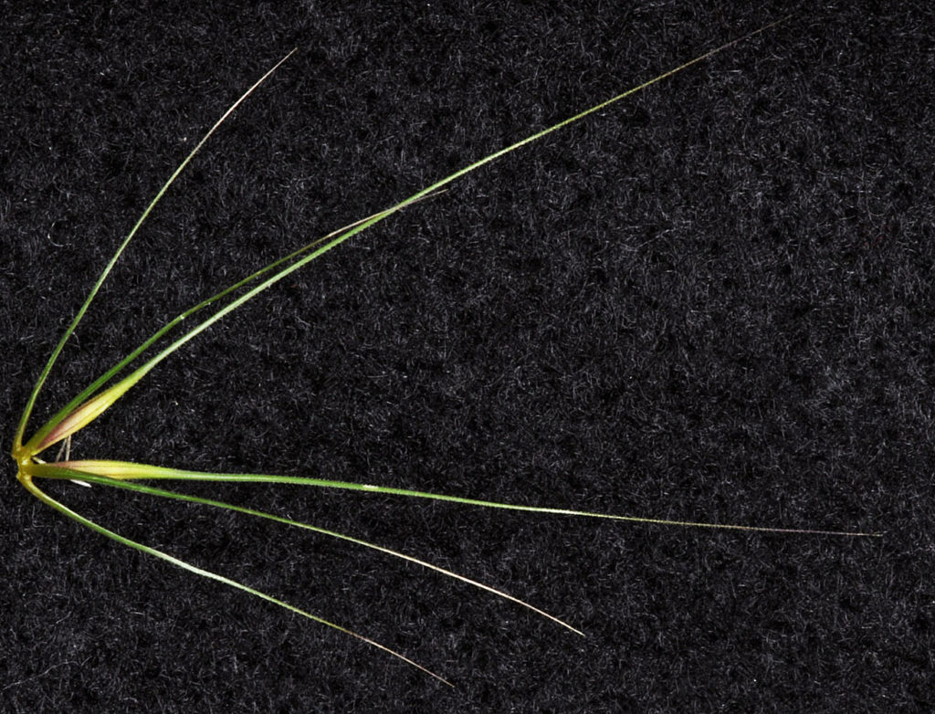 Flora of Eastern Washington Image: Taeniatherum caput-medusae leaves only