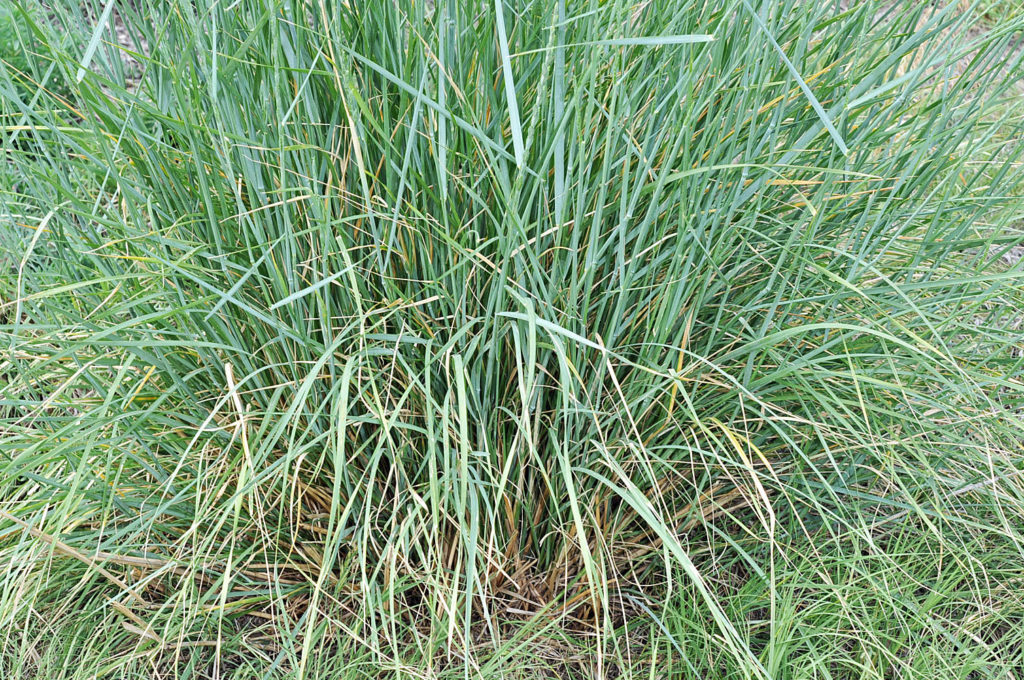 Flora of Eastern Washington Image: Thinopyrum ponticum full plant top down view in nature