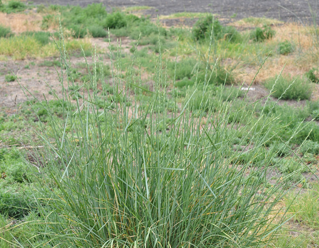 Flora of Eastern Washington Image: Thinopyrum ponticum full plant in nature