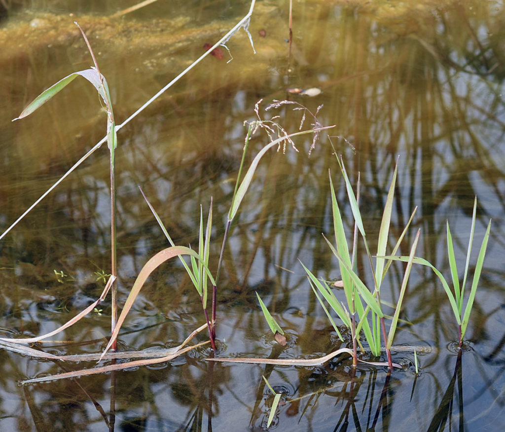 Flora of Eastern Washington Image: Torreyochloa pallida in nature