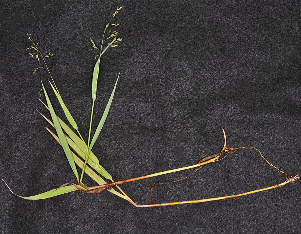 Flora of Eastern Washington Image: Torreyochloa pallida rooted in a lab