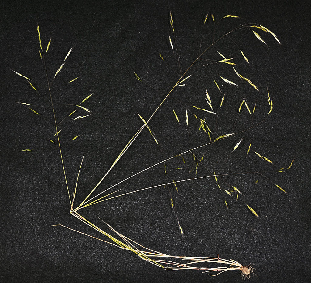 Flora of Eastern Washington Image: Ventenata dubia full plant in lab