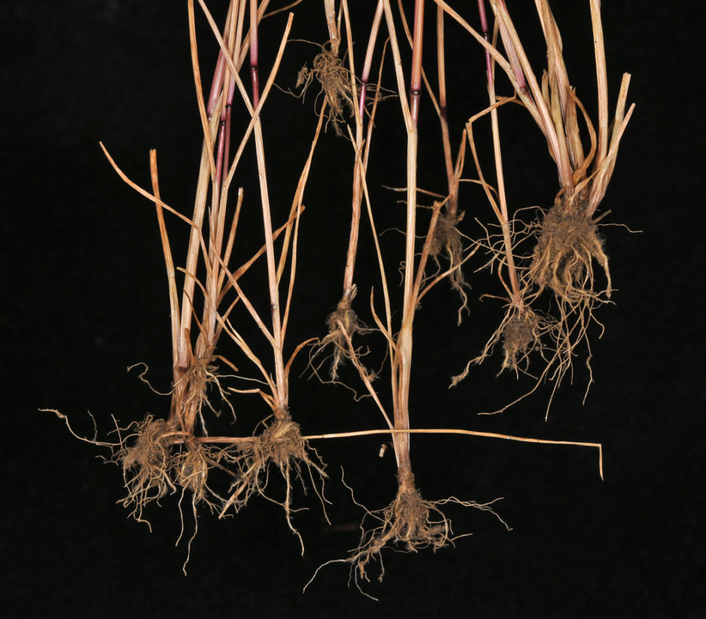 Flora of Eastern Washington Image: Ventenata dubia roots