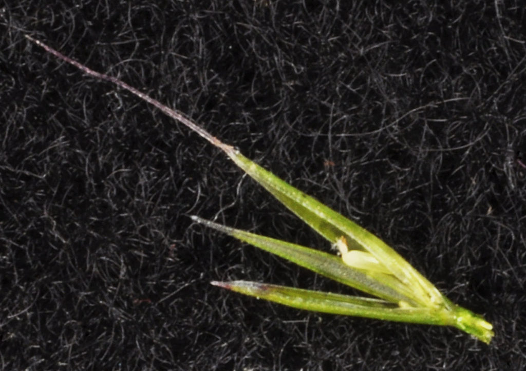 Flora of Eastern Washington Image: Vulpia bromoides side view of tip