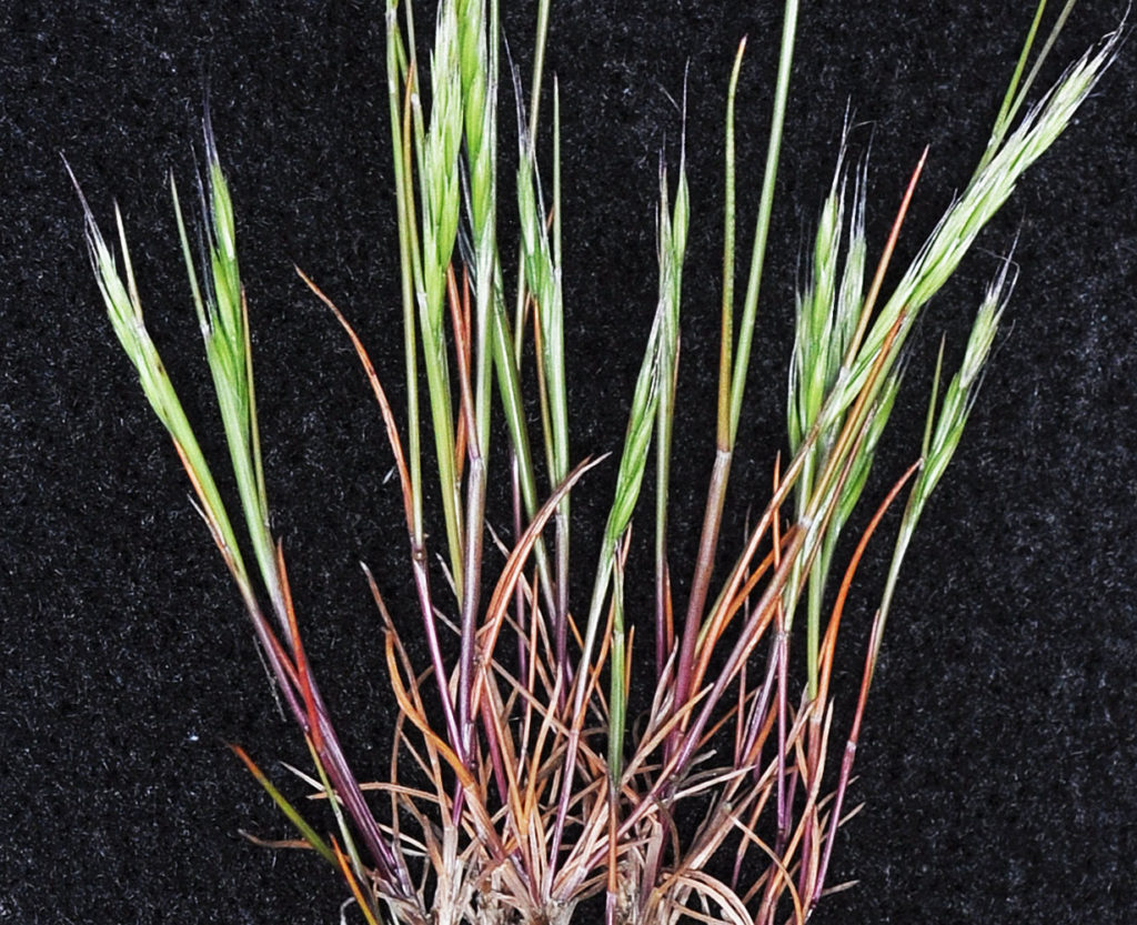 Flora of Eastern Washington Image: Vulpia bromoides zoomed in 