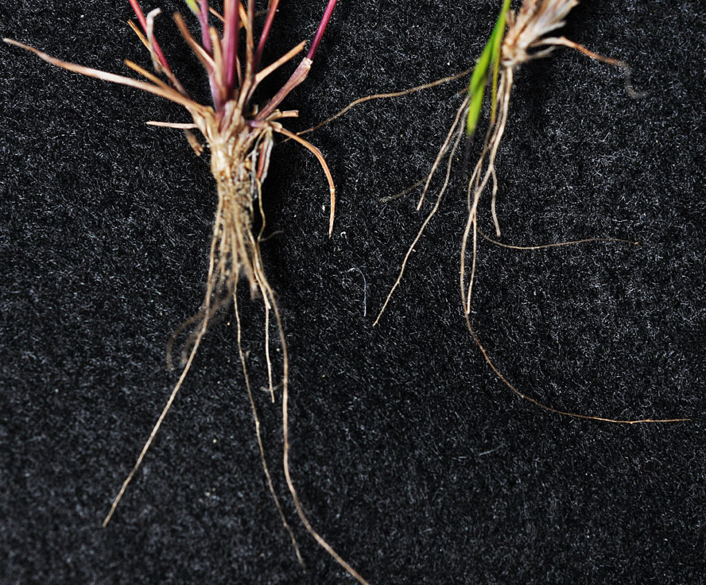 Flora of Eastern Washington Image: Vulpia bromoides roots 2