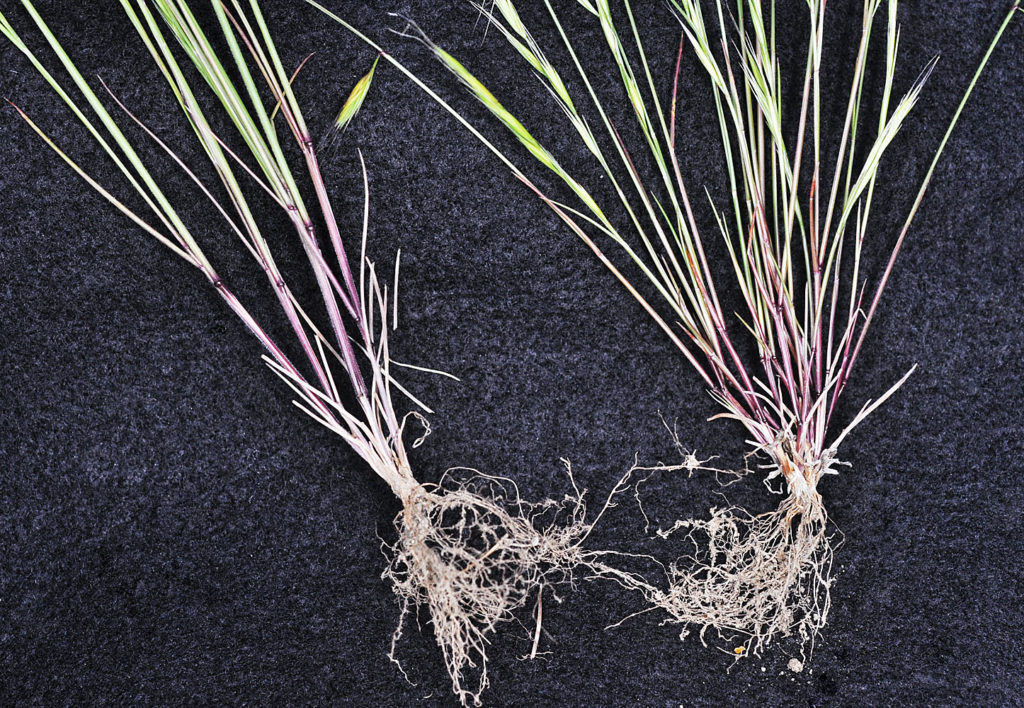 Flora of Eastern Washington Image: Vulpia microstachys root