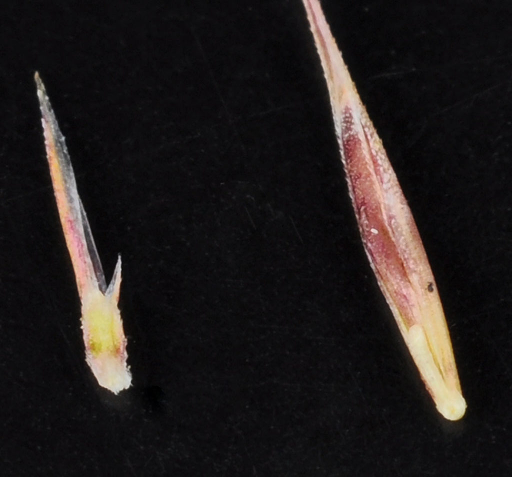 Flora of Eastern Washington Image: Vulpia myuros 2 items