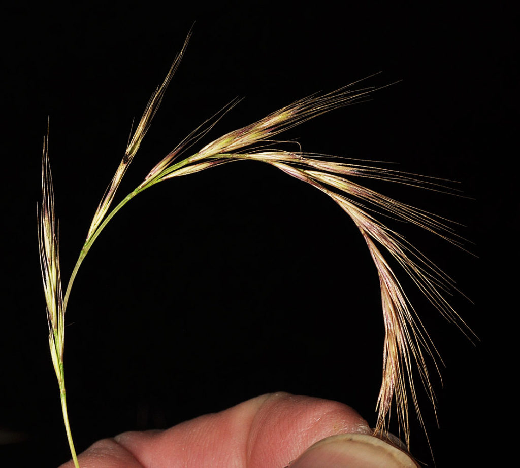 Flora of Eastern Washington Image: Vulpia myuros zoomed in leaves 