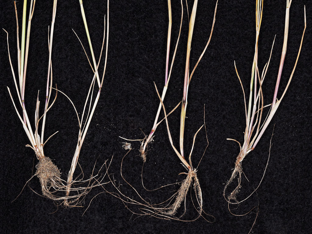 Flora of Eastern Washington Image: Vulpia myuros in the lab, roots