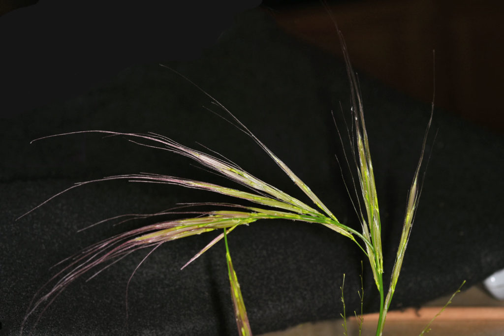 Flora of Eastern Washington Image: Zizania palustris small threads close up