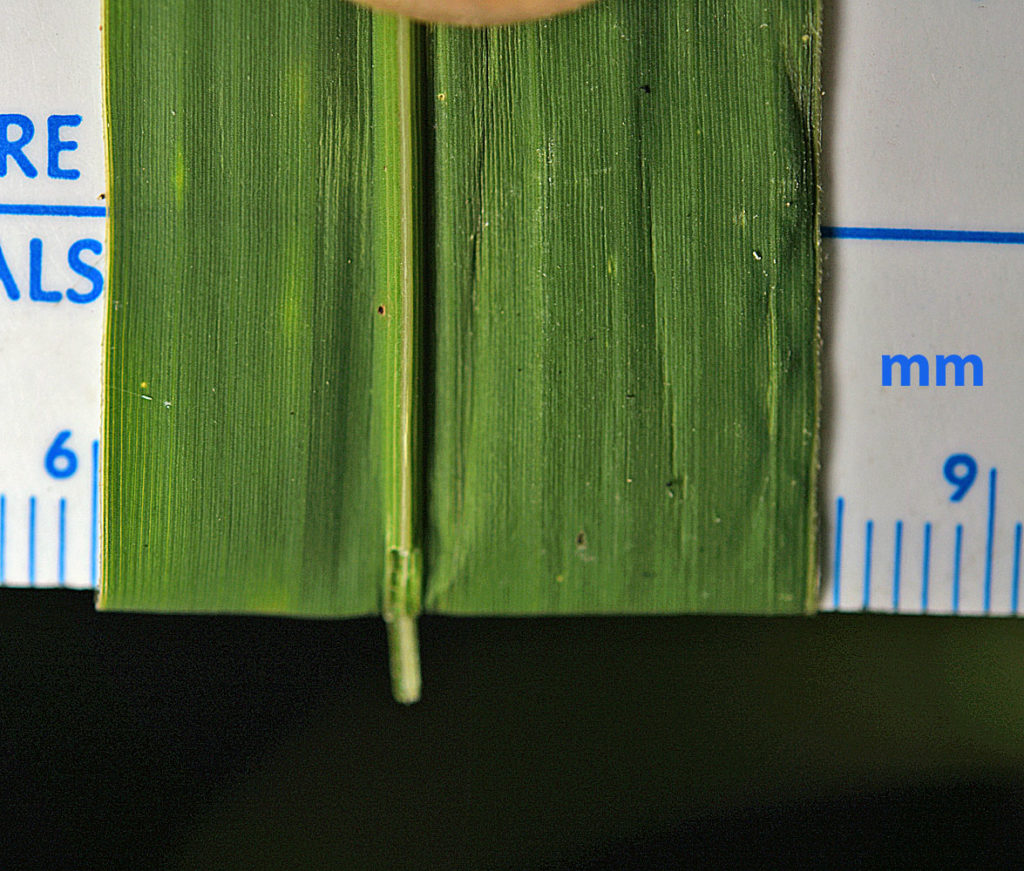 Flora of Eastern Washington Image: Zizania palustris zoomed in on one leaf