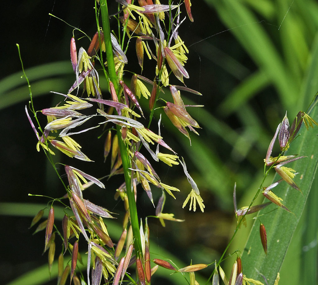 Flora of Eastern Washington Image: Zizania palustris in its natural habitat zoomed in on leaves