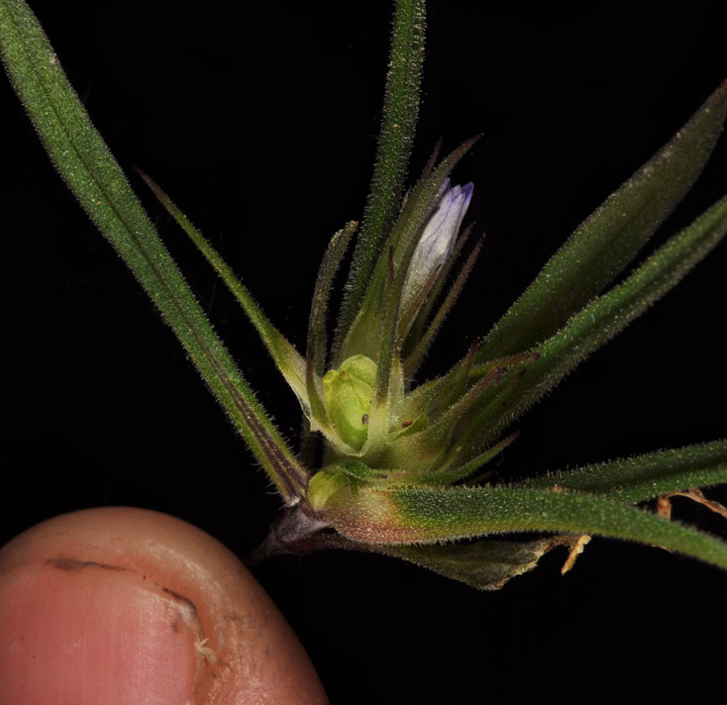 Flora of Eastern Washington Image: Sparganium emersum plant next to thumb