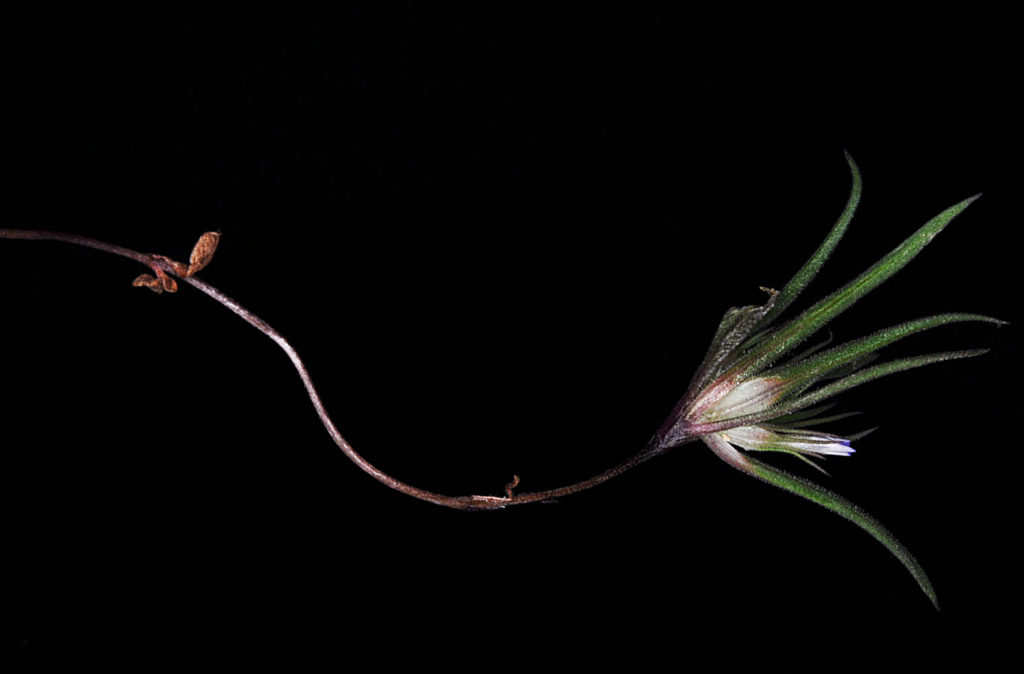 Flora of Eastern Washington Image: Sparganium emersum single line stem
