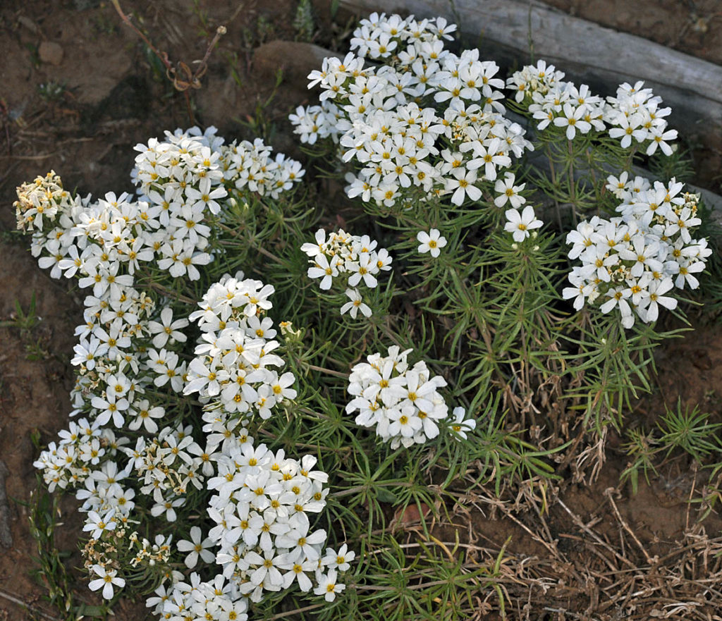 Flora of Eastern Washington Image: Leptosiphon nuttallii 2