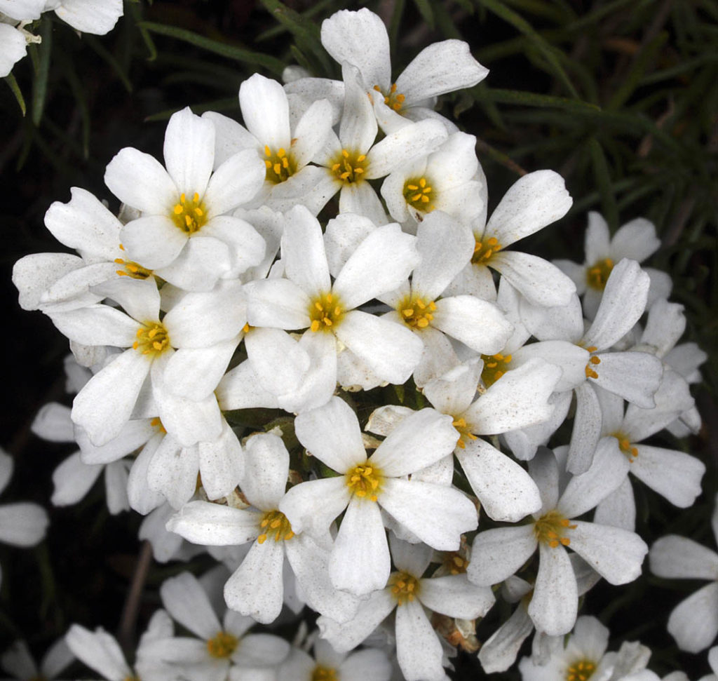 Flora of Eastern Washington Image: Leptosiphon nuttallii 4